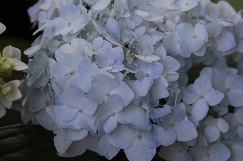 slideshow